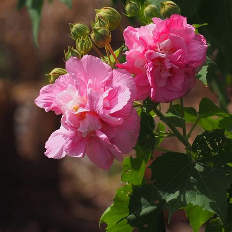 芙蓉種植方法|芙蓉（フヨウ）の育て方は？鉢植えもできる？肥料や。